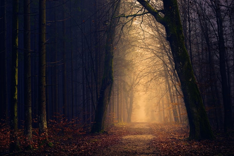 Veiled Forest